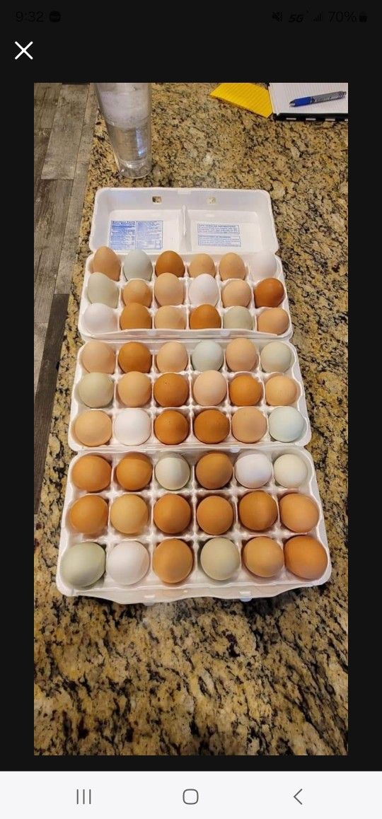 Free Range Organic Chicken Eggs