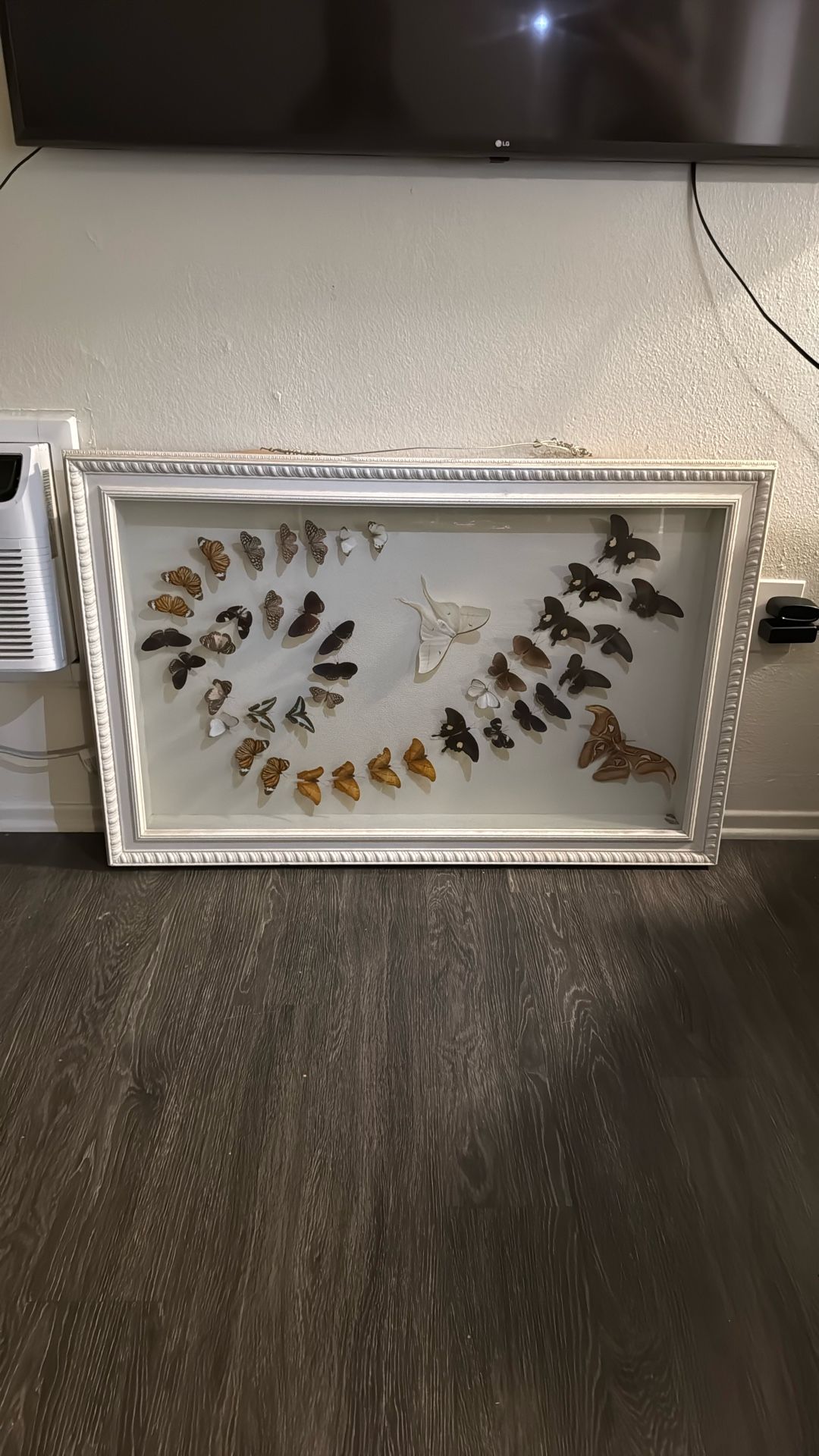 Vintage Collection Of Butterflies In Shadow Box