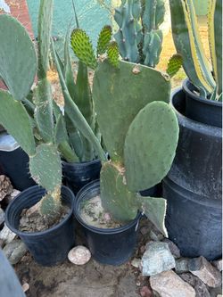 penca de nopales