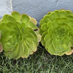 Free Succulents 