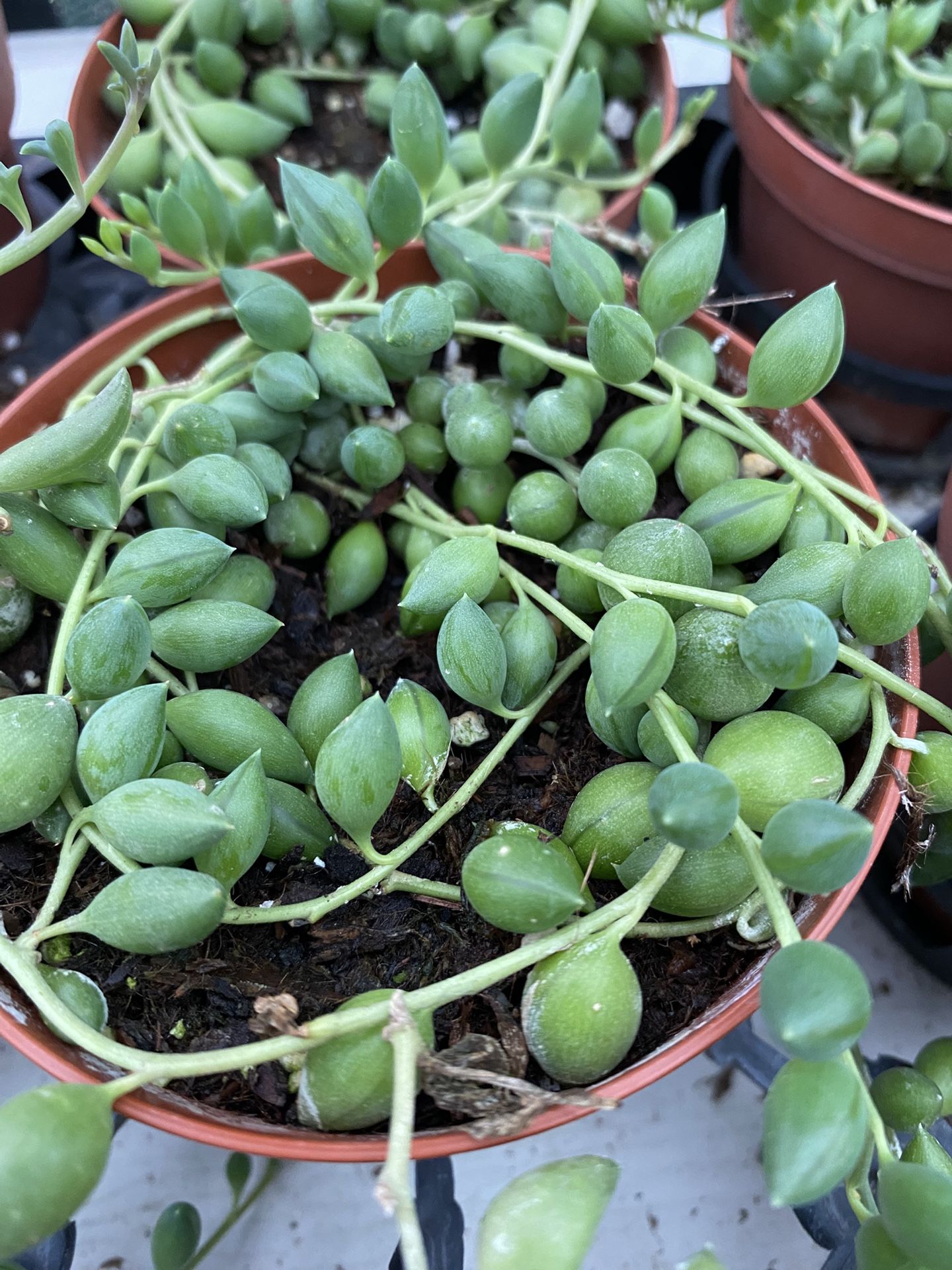 🍃🍃💚succulents 💚🍃🍃