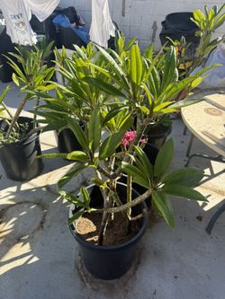 Plumeria Trees