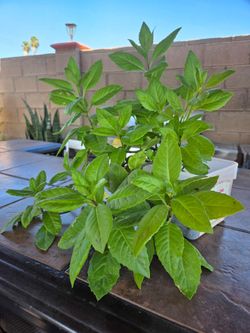 Insulina Plant Medesinal