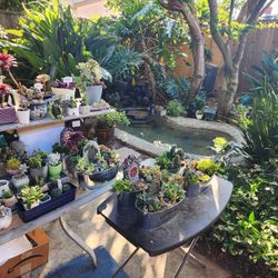 SAT AND SUNDAY PLANT SALE..THIS WEEKEND IN SAN LORENZO. PRICES $4 AND UP