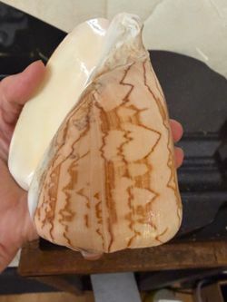 Nobilis voluta shell collectable vintage 1980s polished sea shell 5”x4”