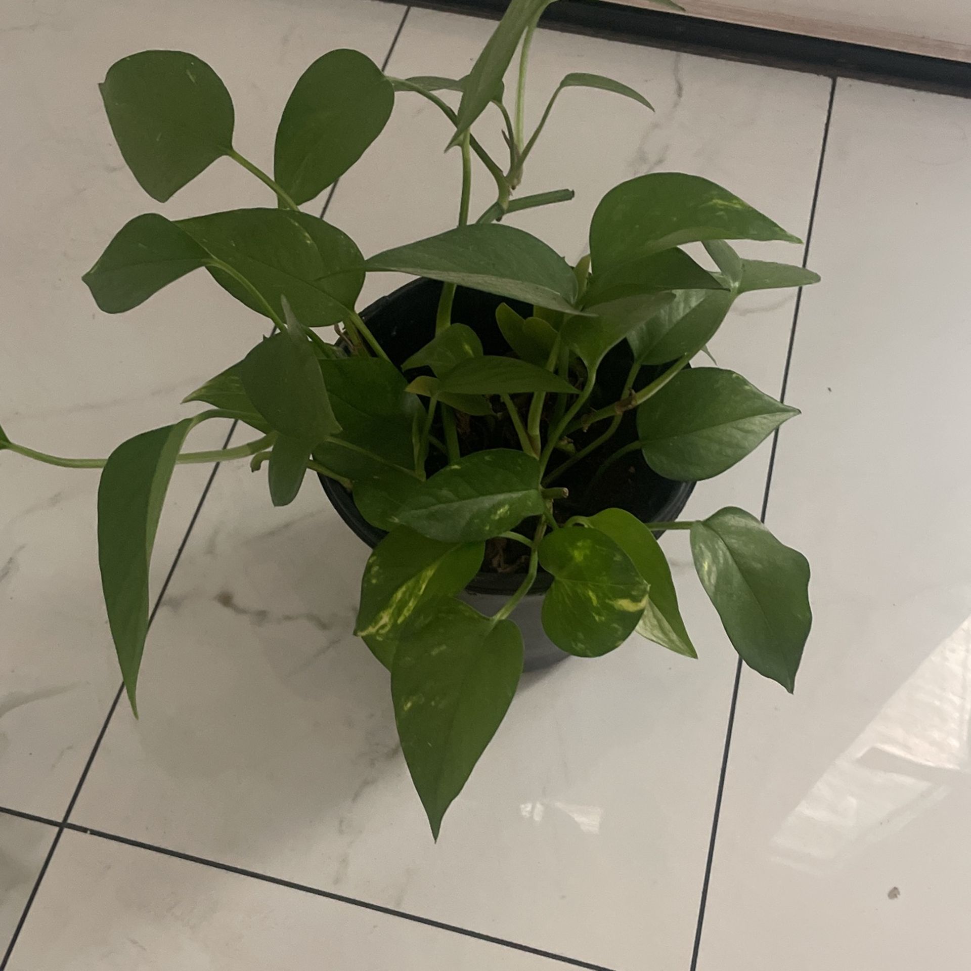 Pothos Plant 