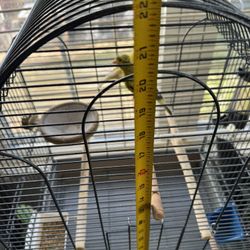 Birdcage For Canary