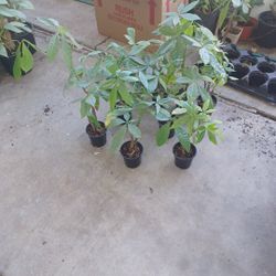 Money  Tree Plants 