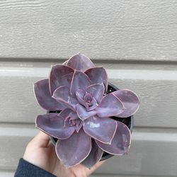 4” Succulent