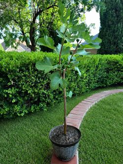 Fruiting Fig Tree in Pot – Healthy & Ready for Your Yard