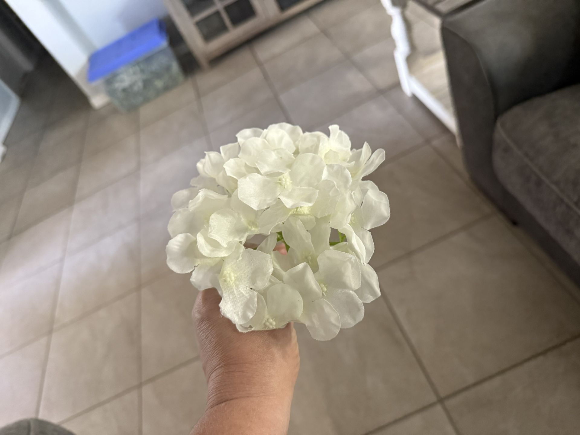 White Hydrangeas Flowers