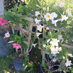 Mandevilla Plants On Sale Now $15