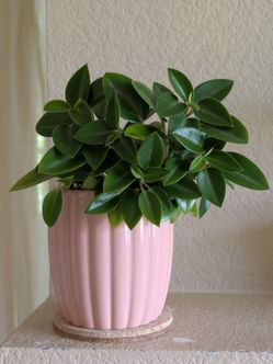 Healthy Beautiful Indoor Plant(Peperomia)