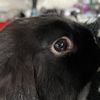 Hugo