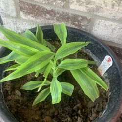 Nice Plant  for home! Please !