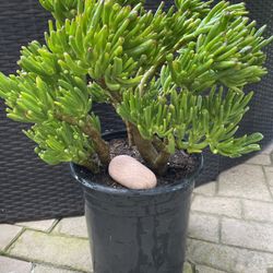 Big green, healthy GOLLUM JADE  Succulent