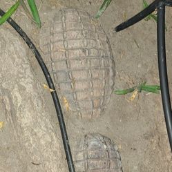 Lawn Crocodile 3 Piece $30 OBO