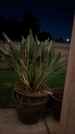 Birds of Paradise Plant