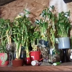 Lucky Bamboo