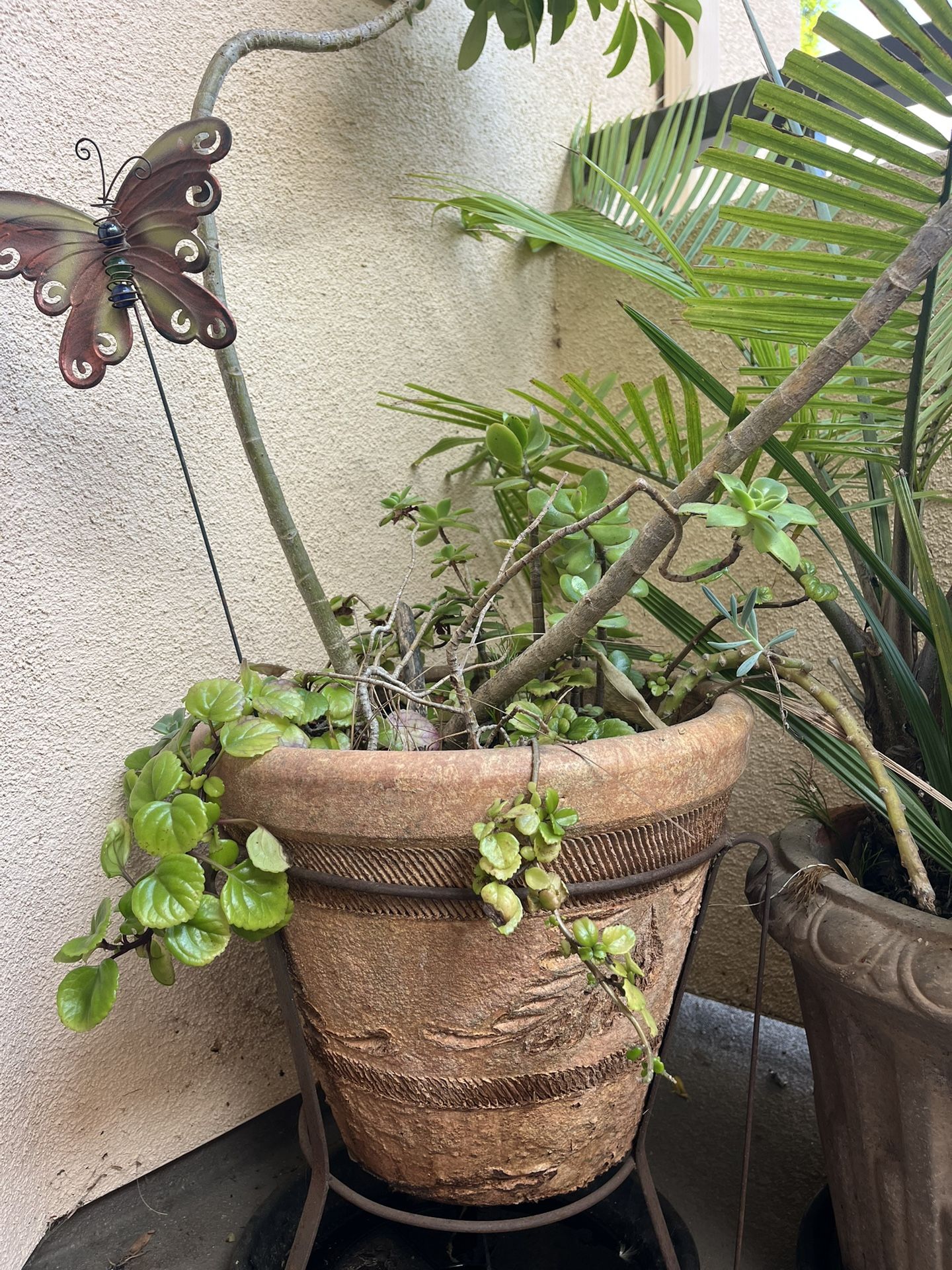 Plants And Pots