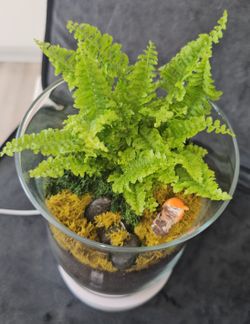 Scenic Garden Fern Terrarium
