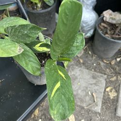 Planta