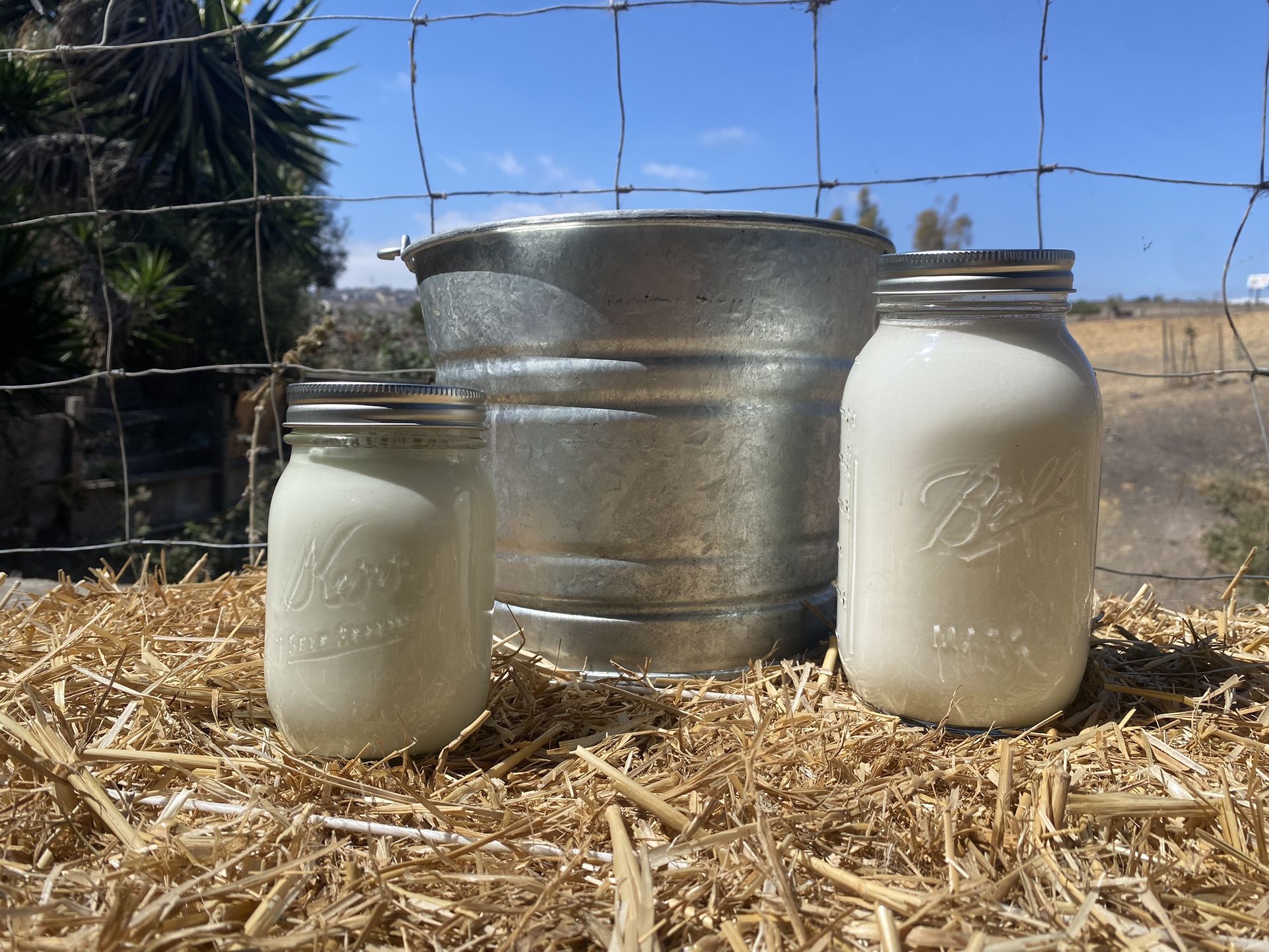 GOAT MILK