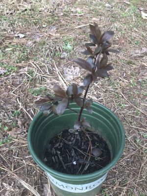 Photo Red plum fruit 1 year old from seed must pick up in Kennesaw off wade green road please serious buyers only each $ 5