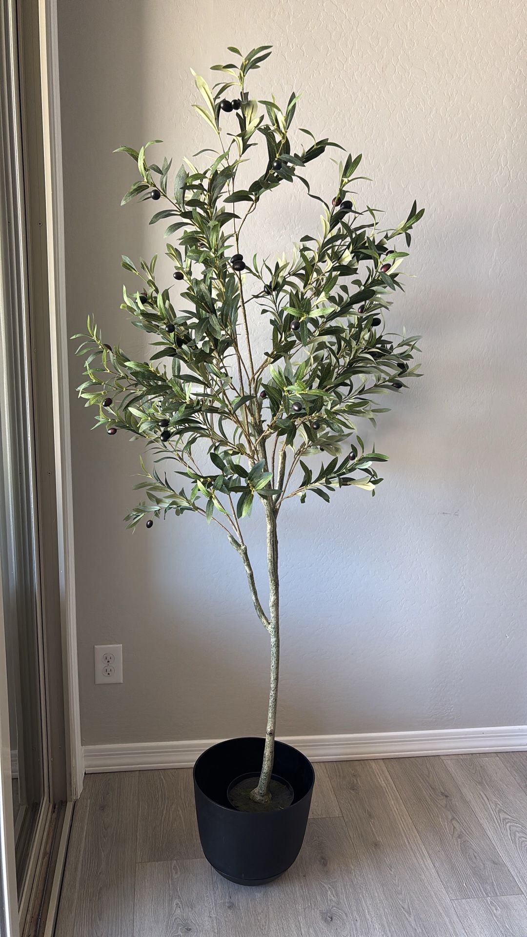 Olive Tree 