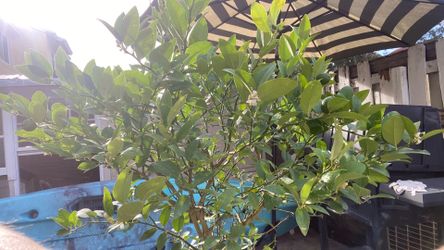 7 gall lemon tree árbol de limón mexicano
