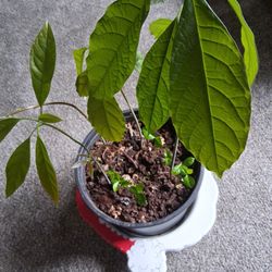 5 Avocado Trees And 6 Lemon Trees
