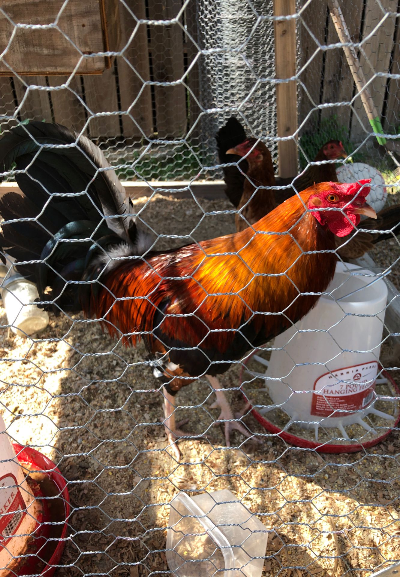 Free rooster