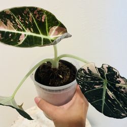 Pink Black Velvet Alocasia -CORMS ONLY