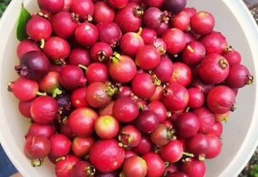 Strawberry Guava Fruits