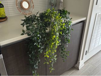 Plants x3
