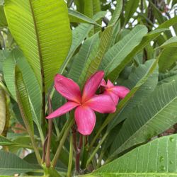 Plumeria Cutting