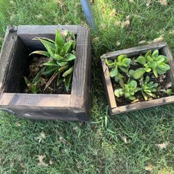 Succulents