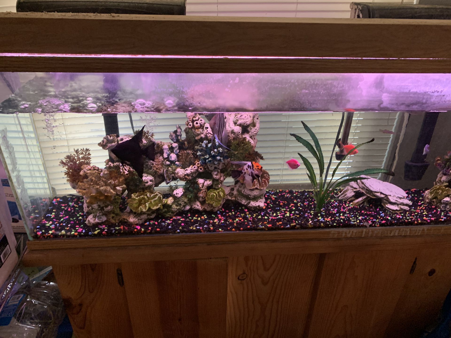 Fish tank with fish two pumps food decorations and stand