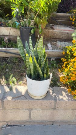 Snakes plant