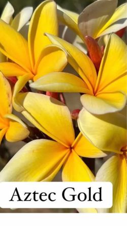 PLUMERIA PLANT  🌺🌺 AZTEC GOLD  FULLY  ROOTED  SIZE  5 FT TALL