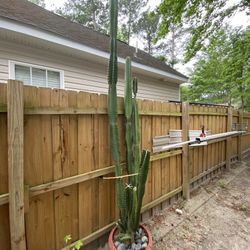 Giant 10’ Cactus 