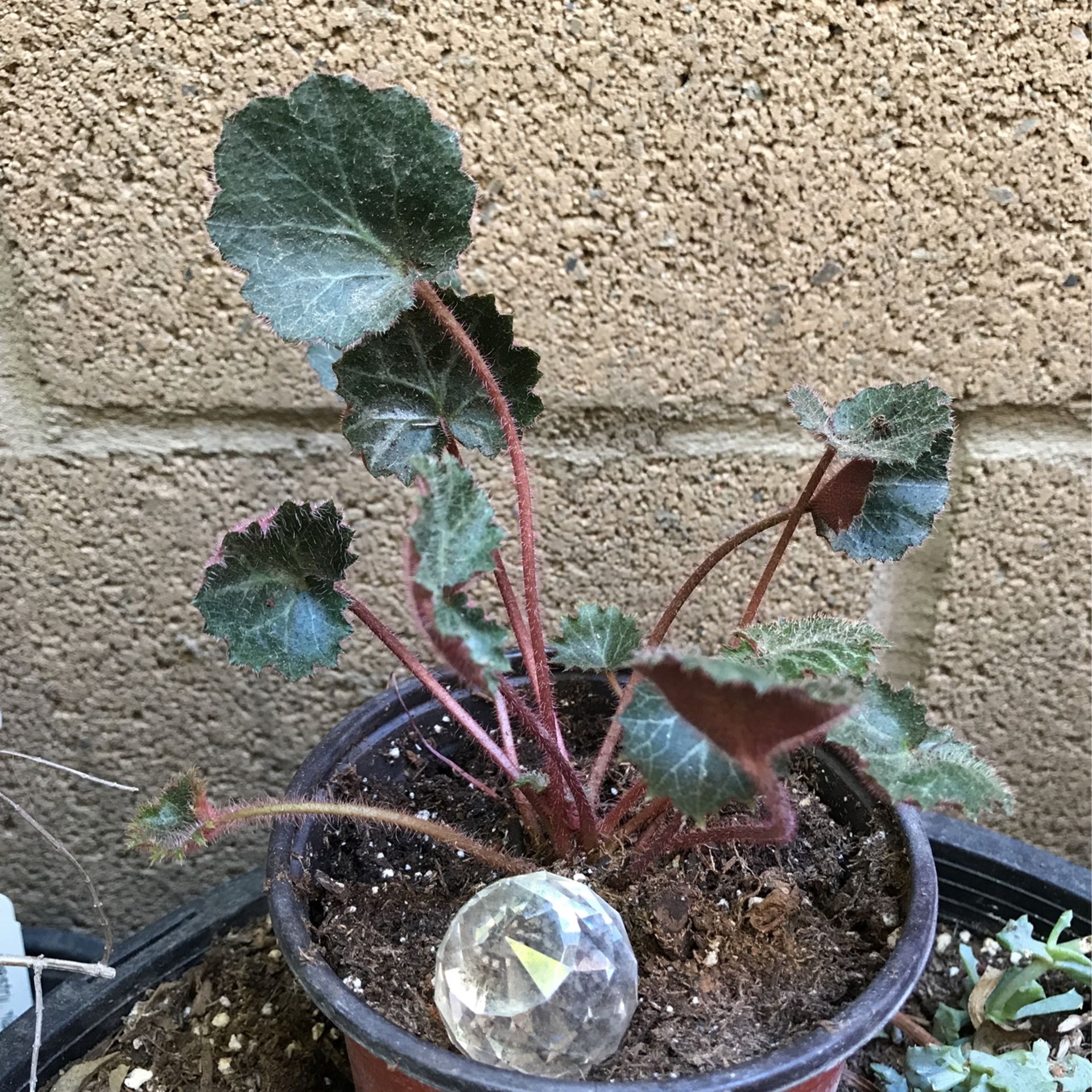 Strawberry Begonia Plant