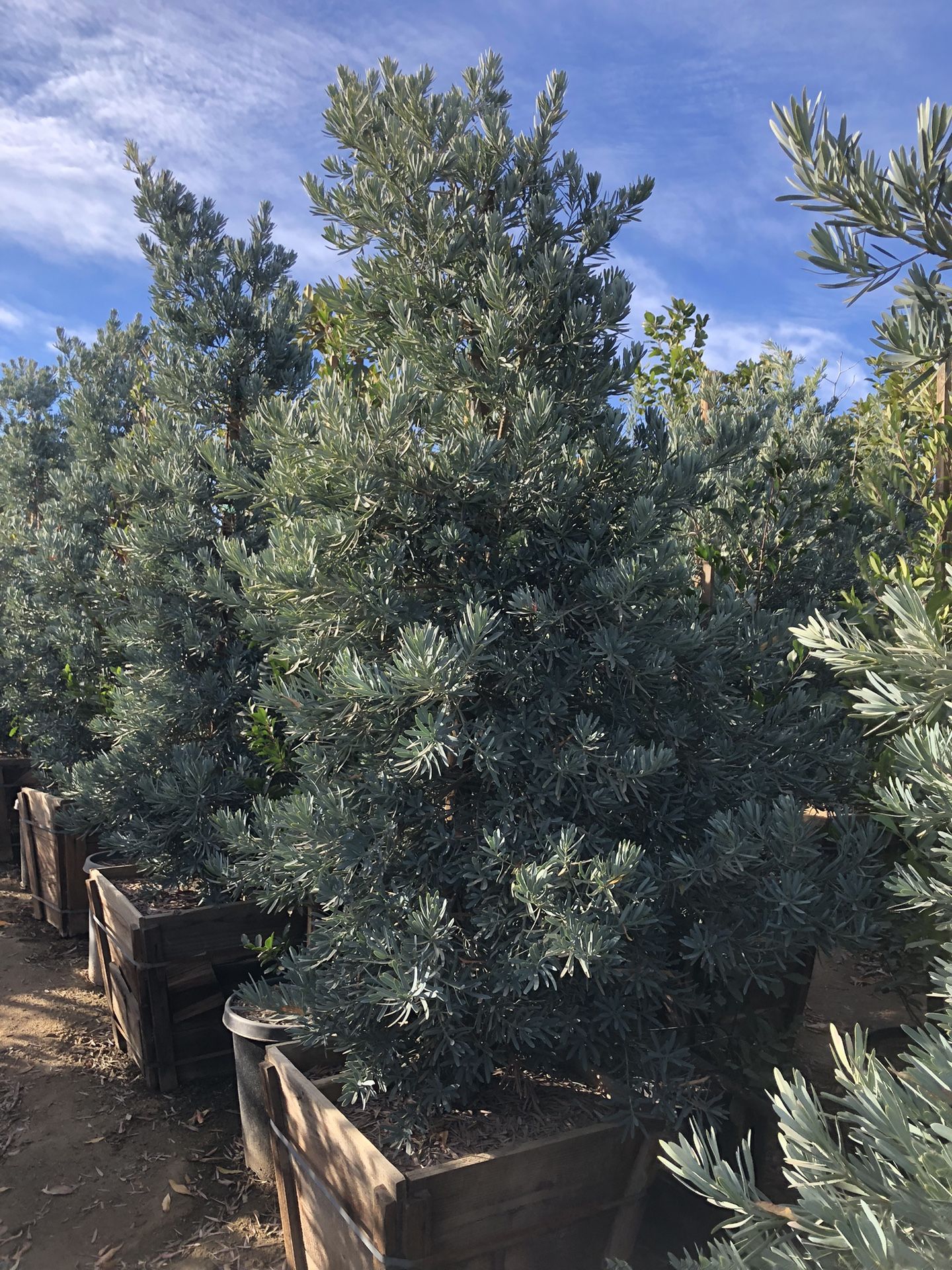Icee Blue Podocarpus  Yellow Wood Podocarps elongatus ‘Monmal’ Hedge And Privacy 24” Box