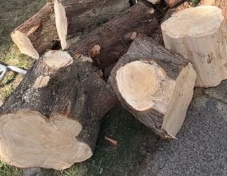 Free Fresh-Cut Firewood – You Haul