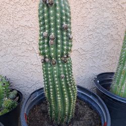 Cactus 🌵 Red, Beautiful flower,
