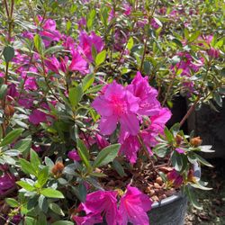 Azaleas