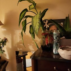 Dumbcane Dieffenbachia Plant Starter Grows Big 