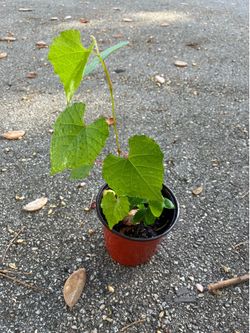 Muscadine grape vine
