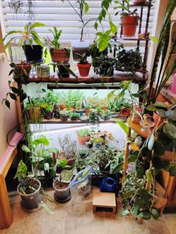 Houseplant Collection for Sale