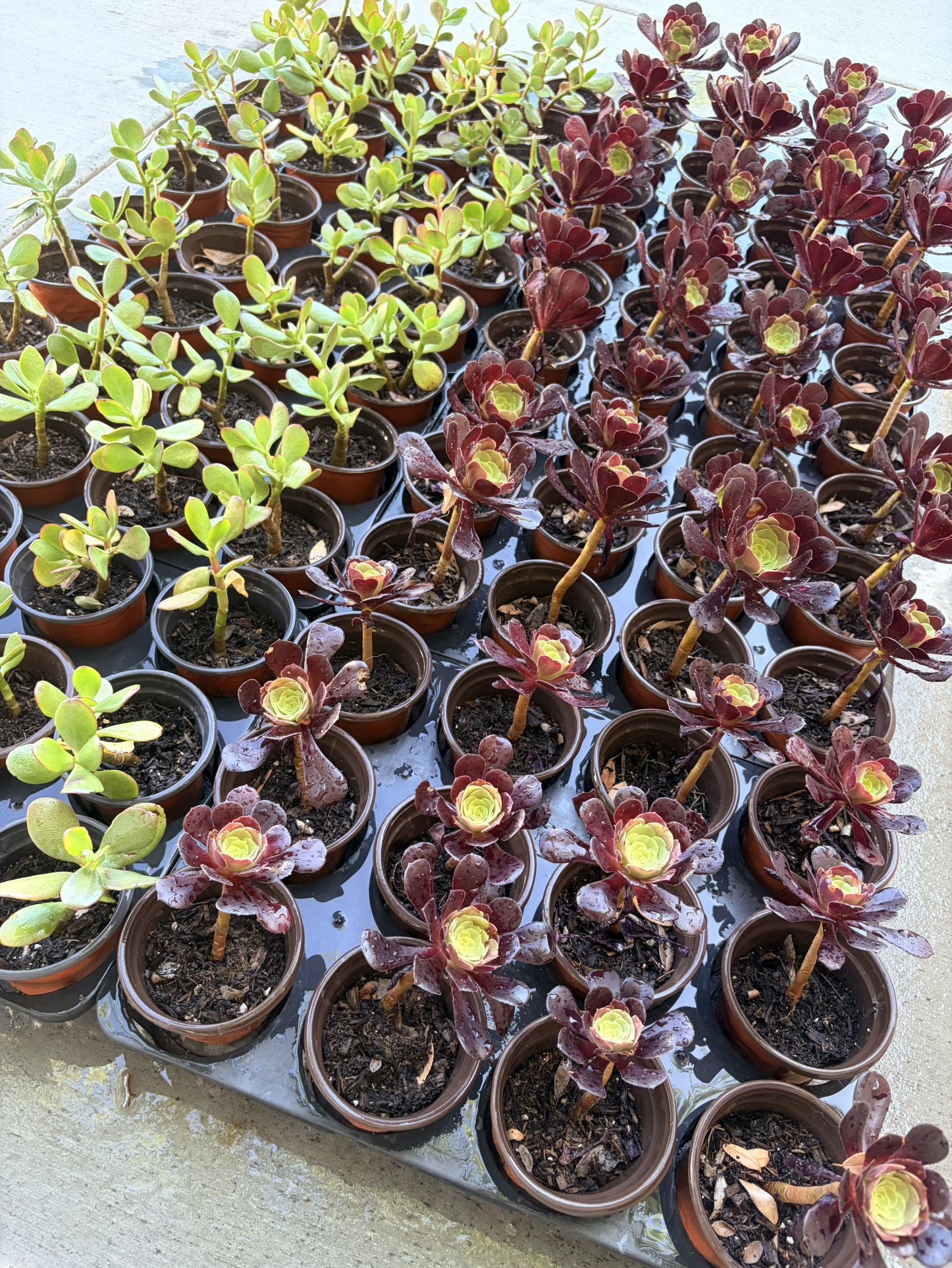 Succulents / Black Rose Aeonium and Money Tree Jade / 12 Plants for $20